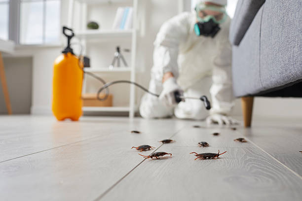 Trusted Termite Control service in Brock Hall, MD - Nex Pest Control